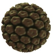 Human papillomavirus (HPV) related image